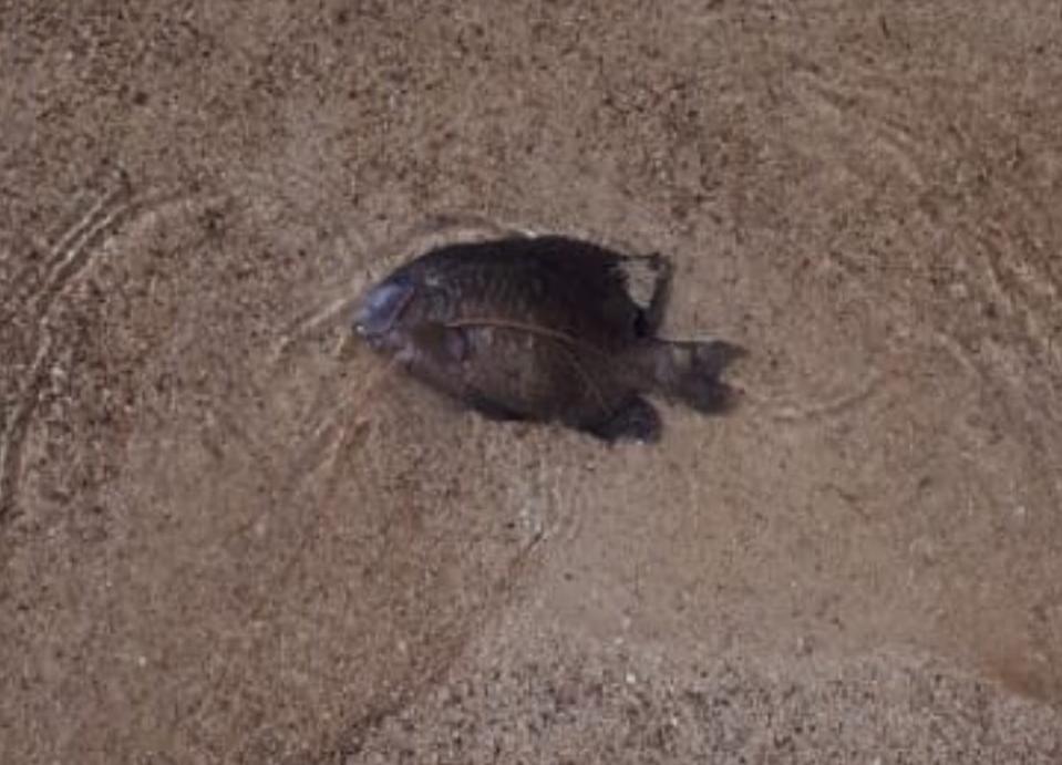 Images of oil-covered crabs, fish, eels, and turtles have started appearing along the East Coast of Mauritius, in this case, on a beach just North of Mahebourg.
