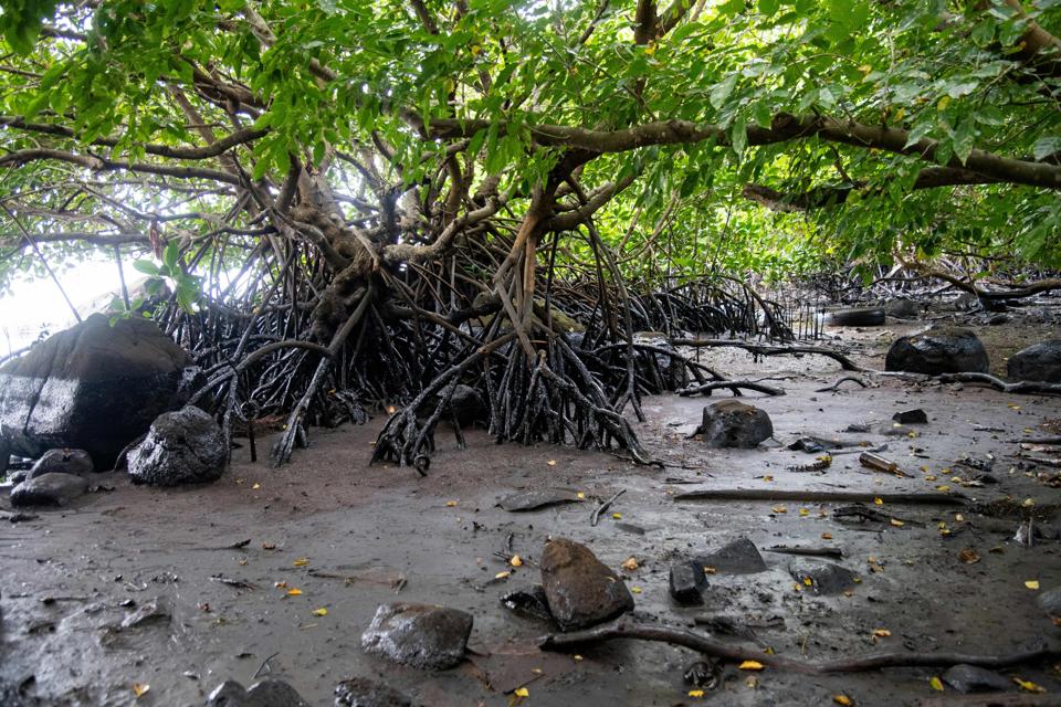 MAURITIUS-ENVIRONMENT-DISASTER-OIL