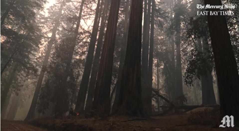standing redwood tree