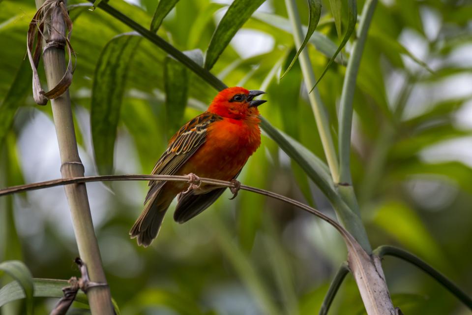 Madagascar weaver male calling.