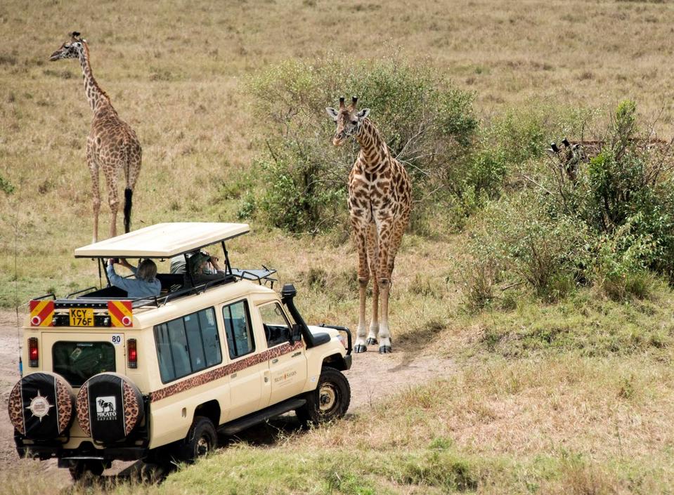 game drive on safari