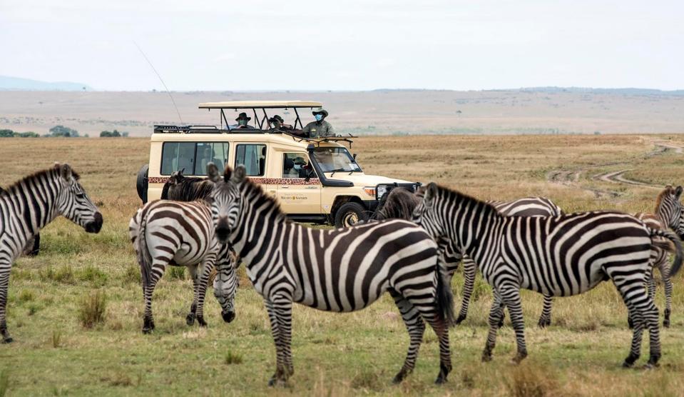 safari