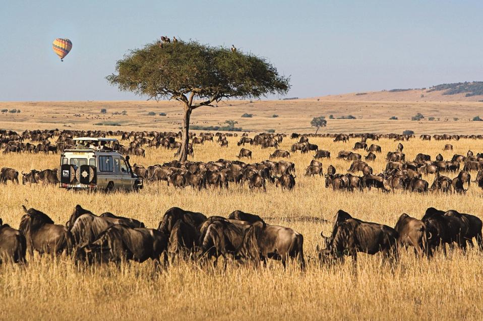 animals in wilderness