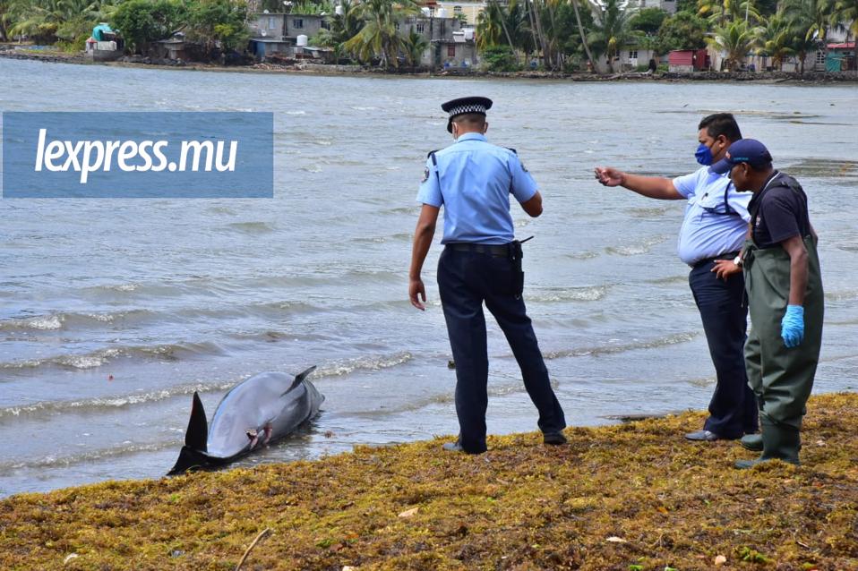 26 August 2020: 17 dolphins and porpoises have been washed up across the beaches and coasts of Mauritius