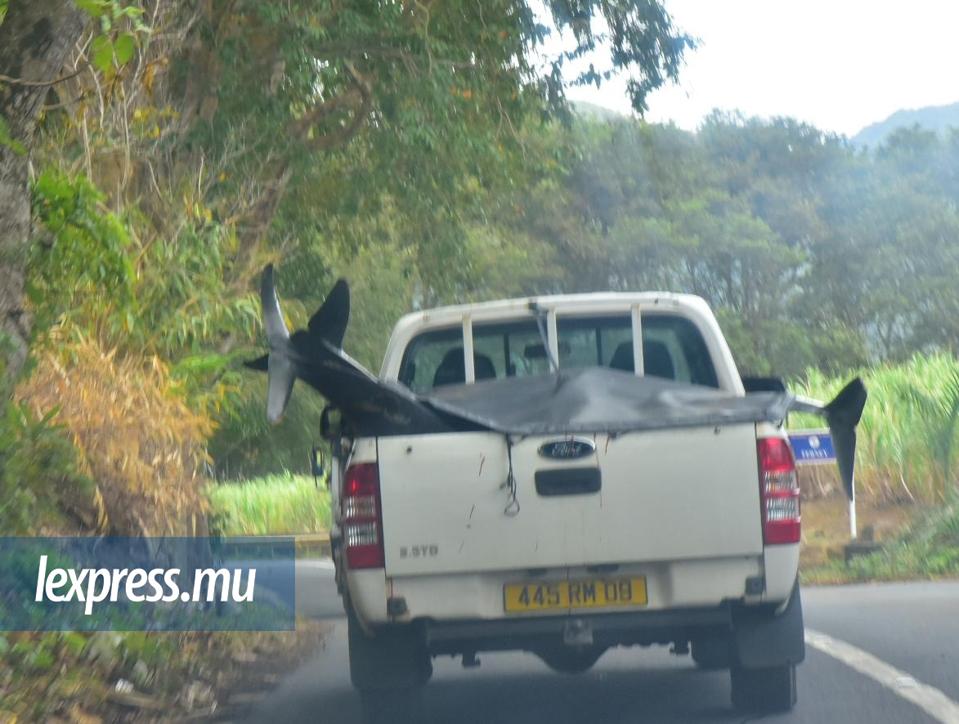 26 August 2020: Three dolphins being transported by a Government vehicle to the Government Laboratories for an autopsy