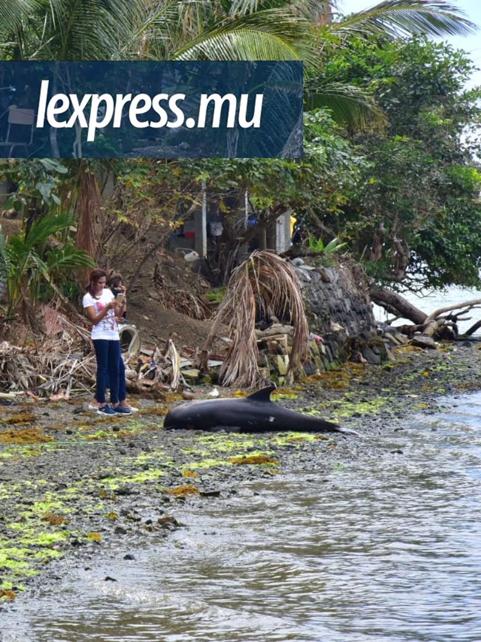 26 August 2020: individuals species of dolphins and porpoises washed up over a 2 mile stretch as bystanders captured the event by camera to inform the authorities