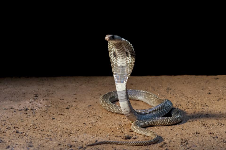 Beware Of The Cobra Effect In Business Beware Of The Cobra Effect In Business