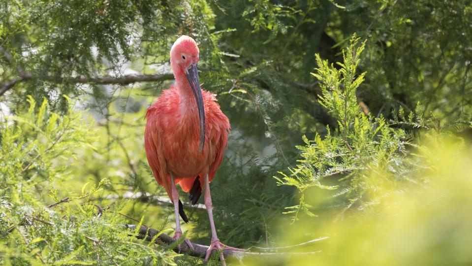 Scarlet Ibis Eudocimus ruber closeup