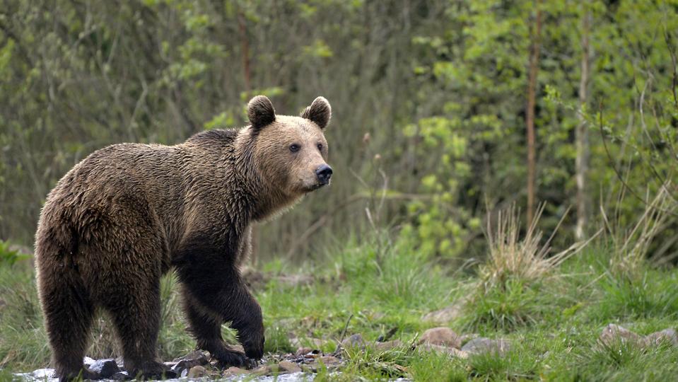 Wild Brown Bear in the Carparthian Mountains