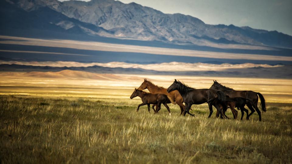 Herd of wild horses in Kazakhstan
