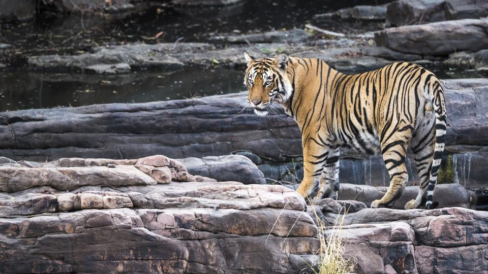 Bengal tiger on rocky ledge