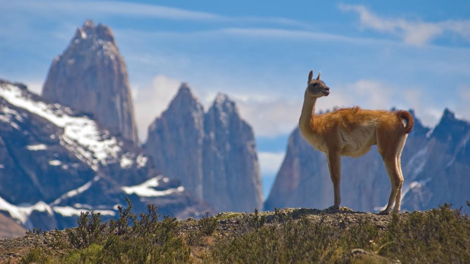 A Guanaco in Torres del Paine National Park, Chile