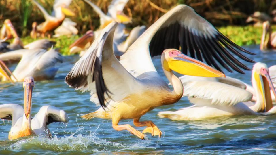 Great White Pelican in the Djoudj National park