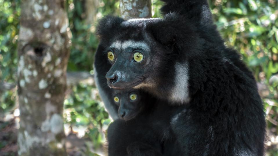 Beautiful image of the Indri lemur - Indri Indri. Together with the baby