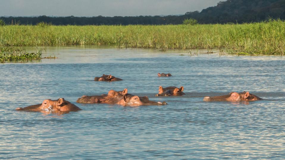 Hippos in the Shire river in Liwonde National Park in southern Malawi.