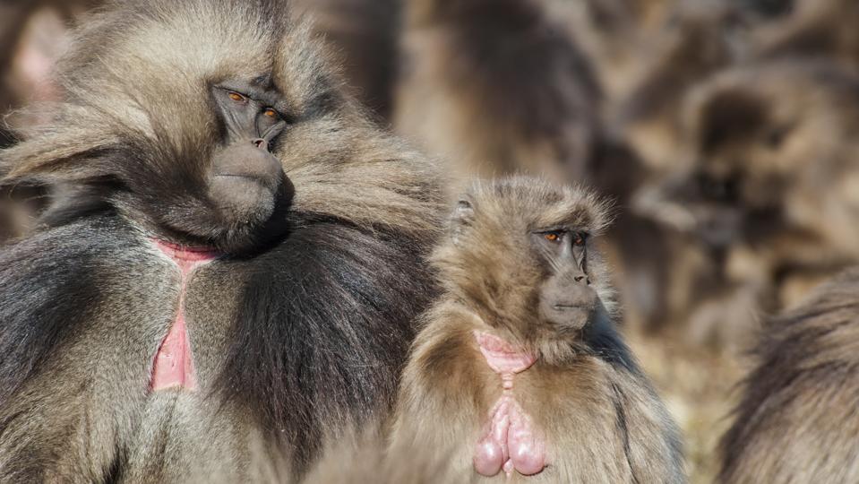 Geladas Baboons in the Simien Mountains