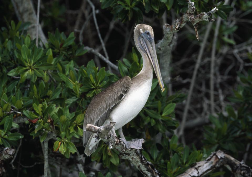 Brown Pelican...