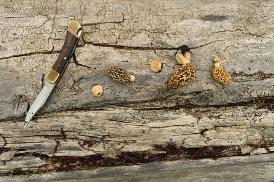 Foraging for wild mushrooms