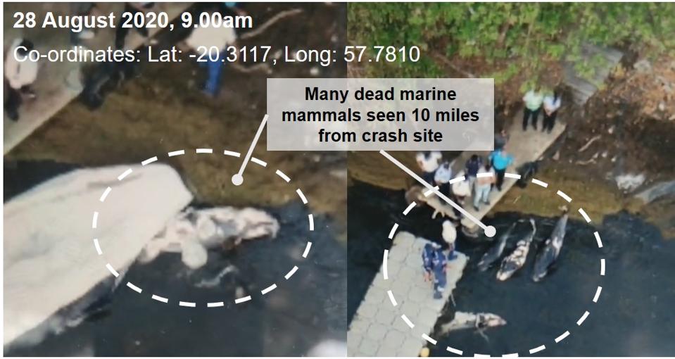 Drone footage taken by journalist and human rights activist, Reuben Pillay on 28 August, showed several dead large marine mammals being loaded by officials at the jetty of a large aquaculture farm, less than 10 miles from the Wakashio crash site.