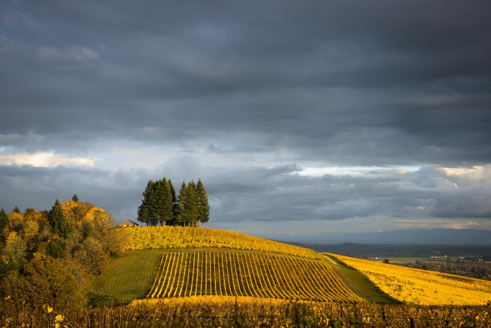 Vineyards in autumn in Willamette Valley Oregon under clouds