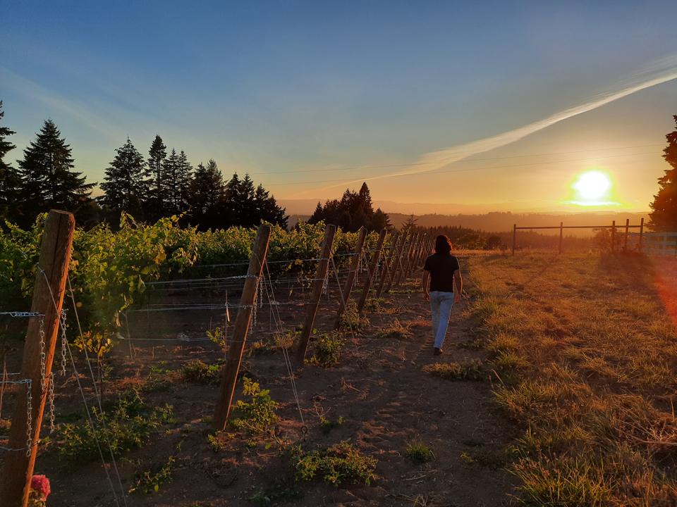 Vines in the Willamette Valley, Oregon