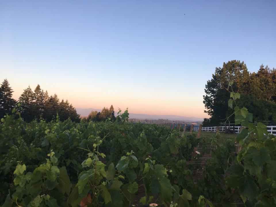 Vines in Tualatin Hills AVA, Oregon