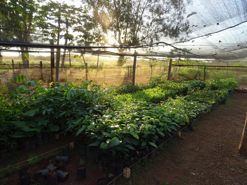 Trees in a nursery in central Brazil.