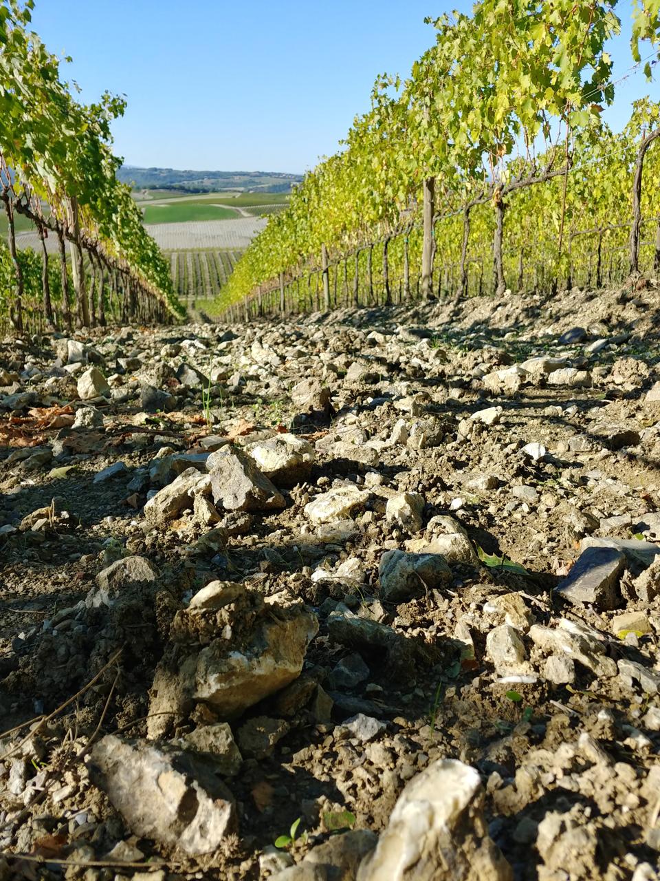 Montosoli Vineyards in Montalcino, Tuscany, Italy - Brunello di Montalcino