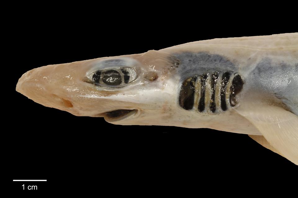 El tiburón gato de boca negra (Galeus melastomus) sin estructuras relacionadas con la piel.