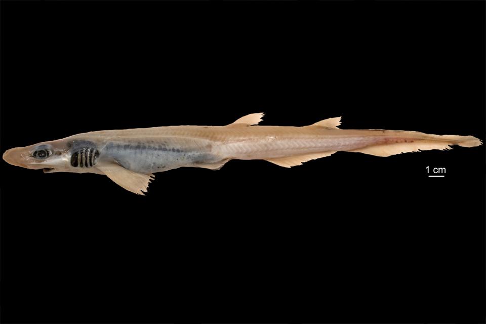 Skin-less shark