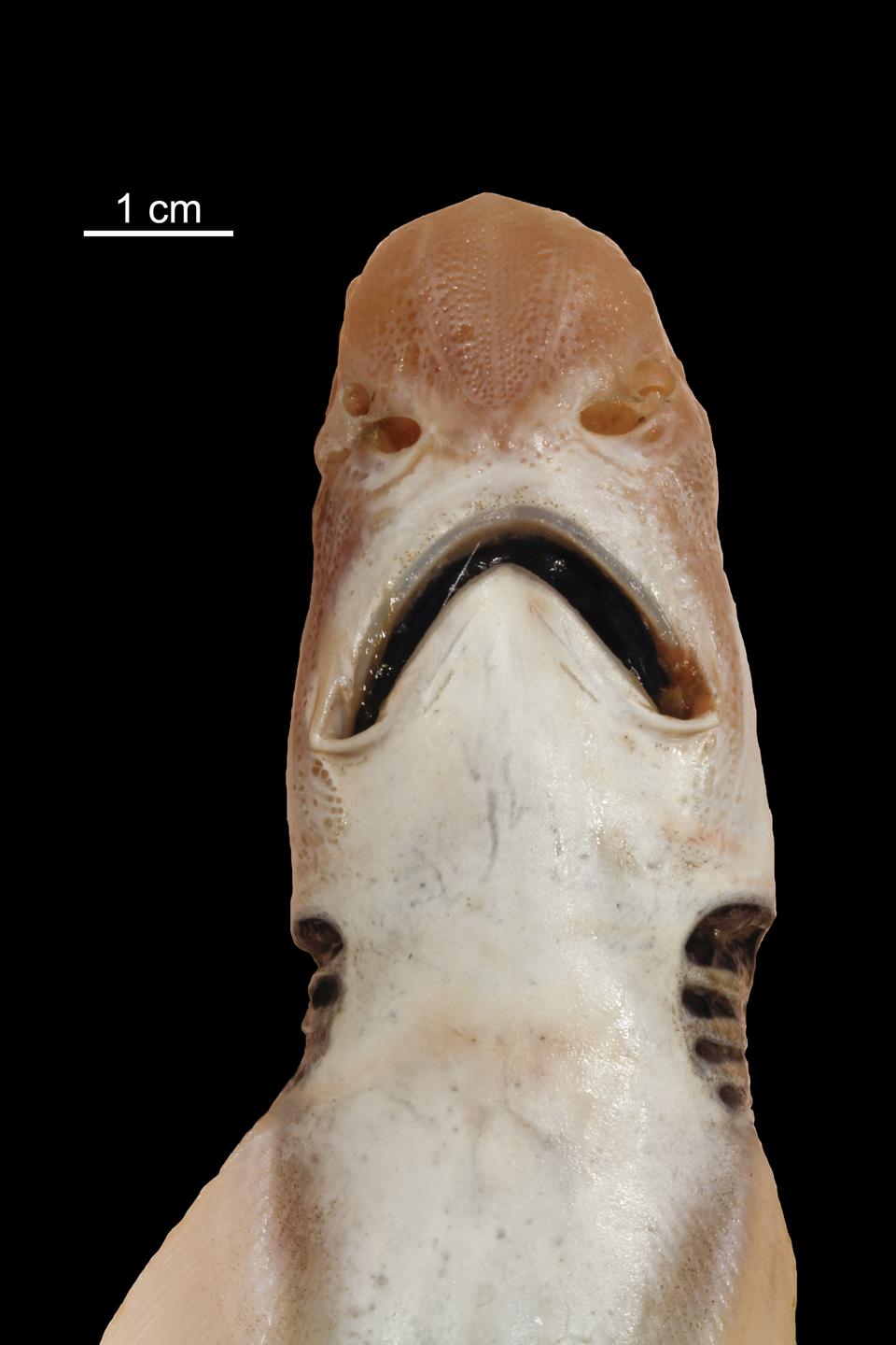 Skin-less shark