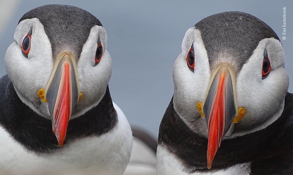 A pair of Atlantic puffins in vibrant breeding plumage