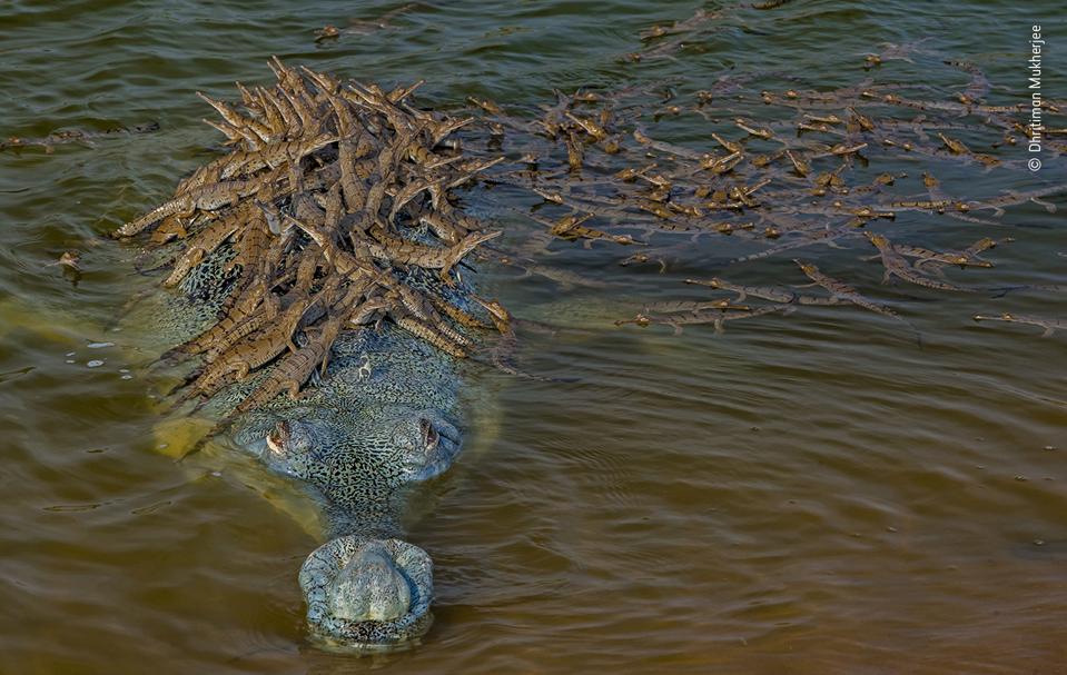 A large male crocodile provides support for his numerous offspring