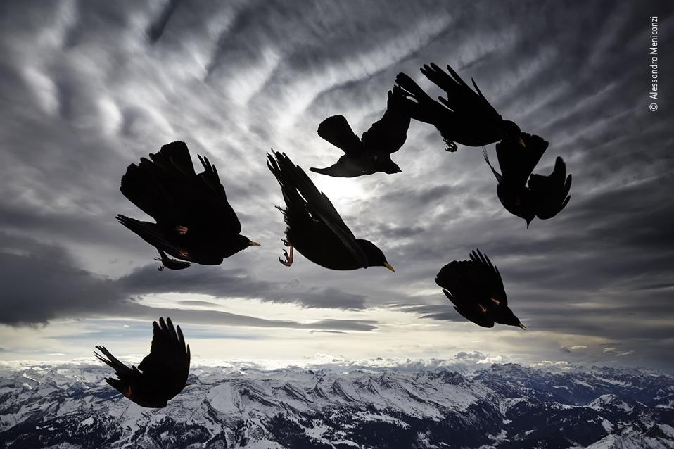 Yellow-billed Chough birds blasted by the wind.
