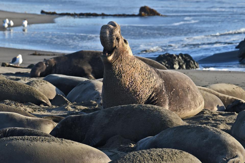 Piedras Blancas Elephant Seal Rookery