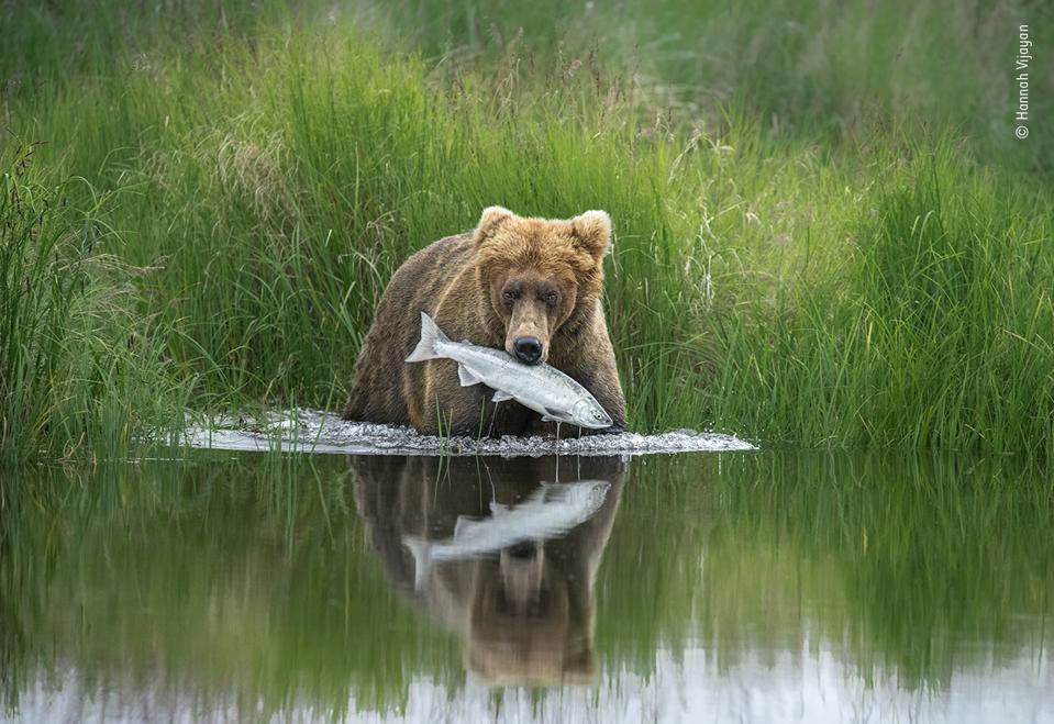 A brown bear pulls a salmon from a river