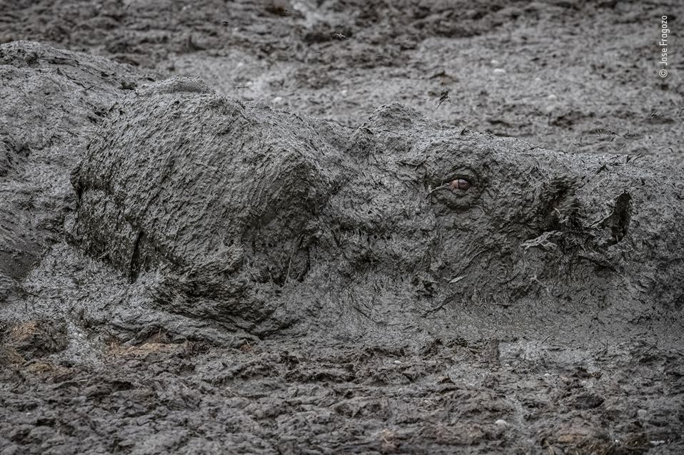 An hippopotamus emerges from a mud pool.