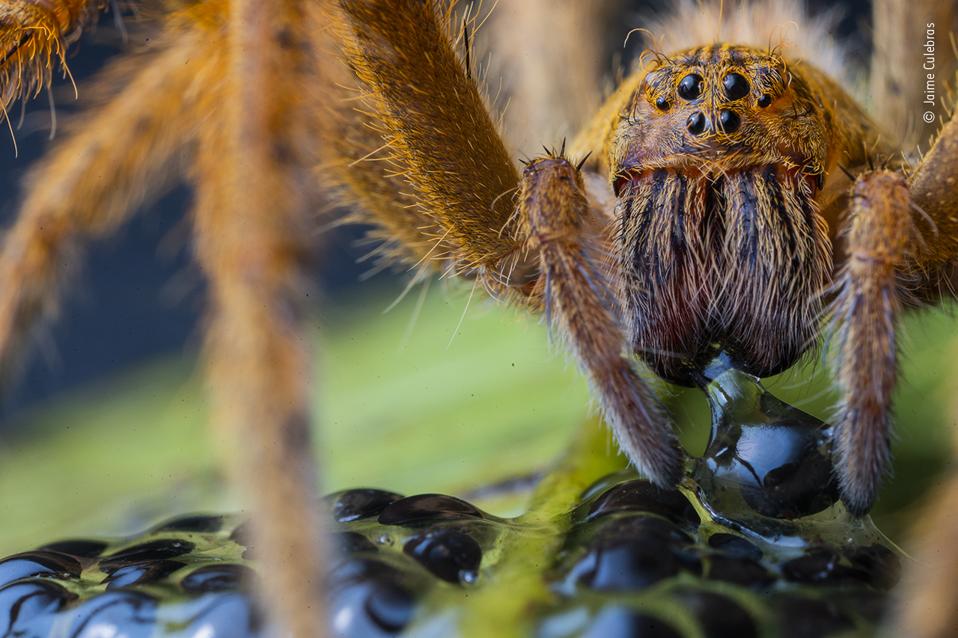 A large spider eating frog eggs.