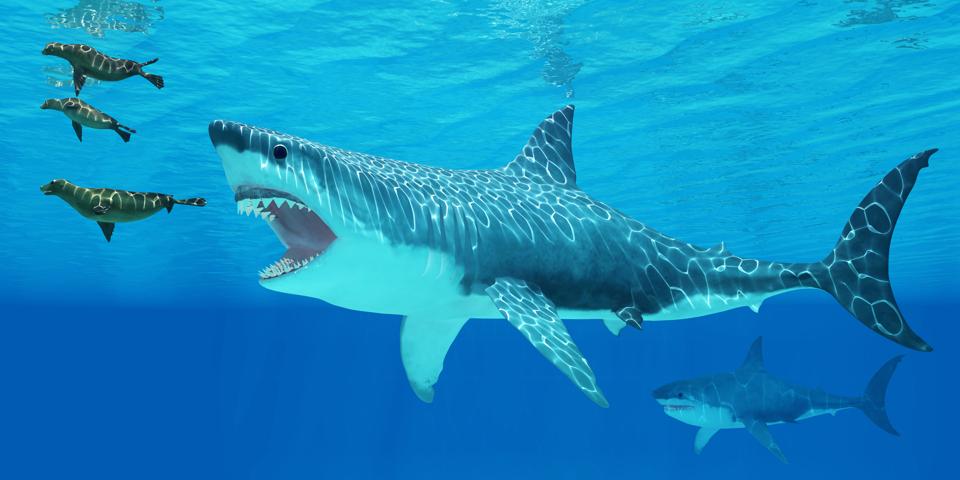 Researchers Have Determined How Big Megalodons Could Get