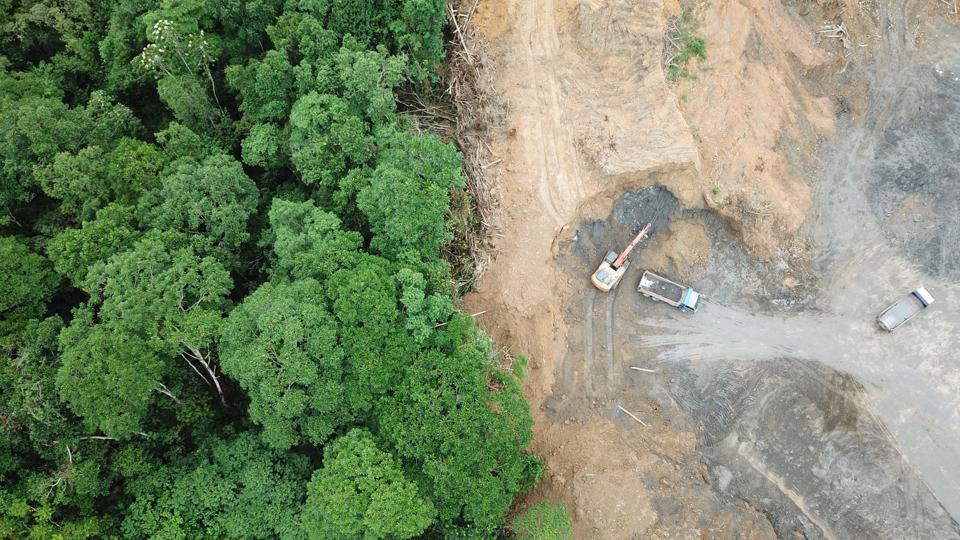 clock is ticking on stopping deforestation