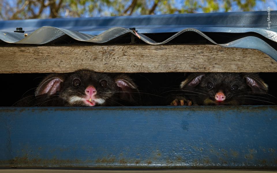 Two common brushtail possums – a mother and her joey – peek out of their hiding place.