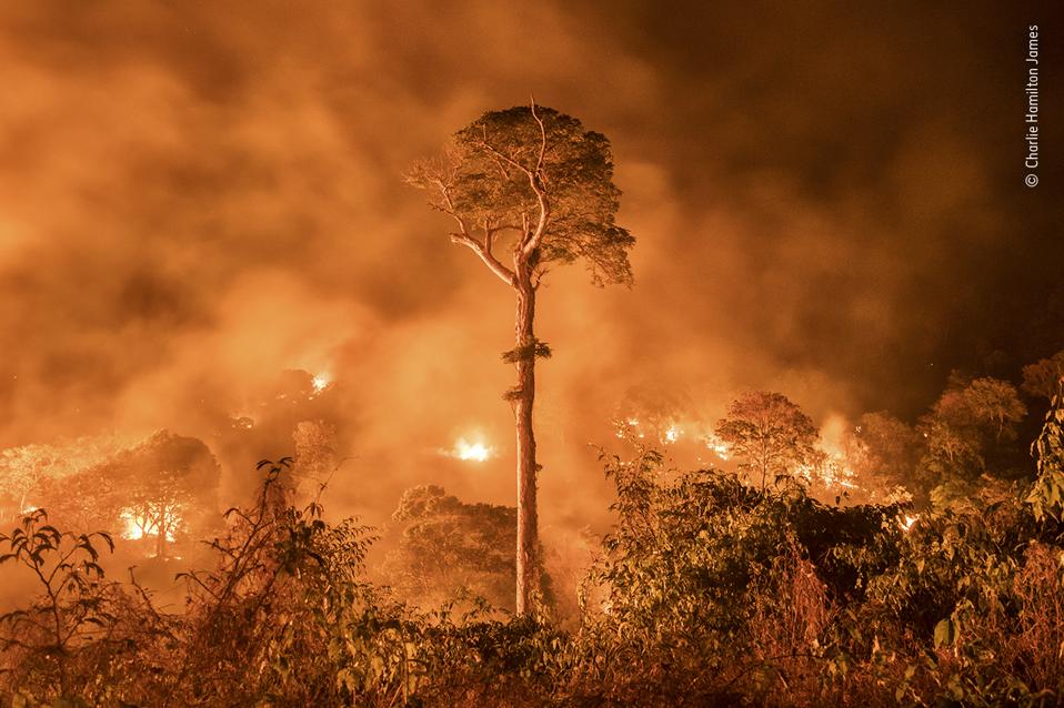 The Amazon Burning and a single tree standing.