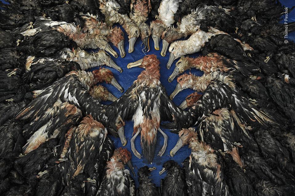 Seabirds caught on longlines set by Japanese tuna-fishing boats.