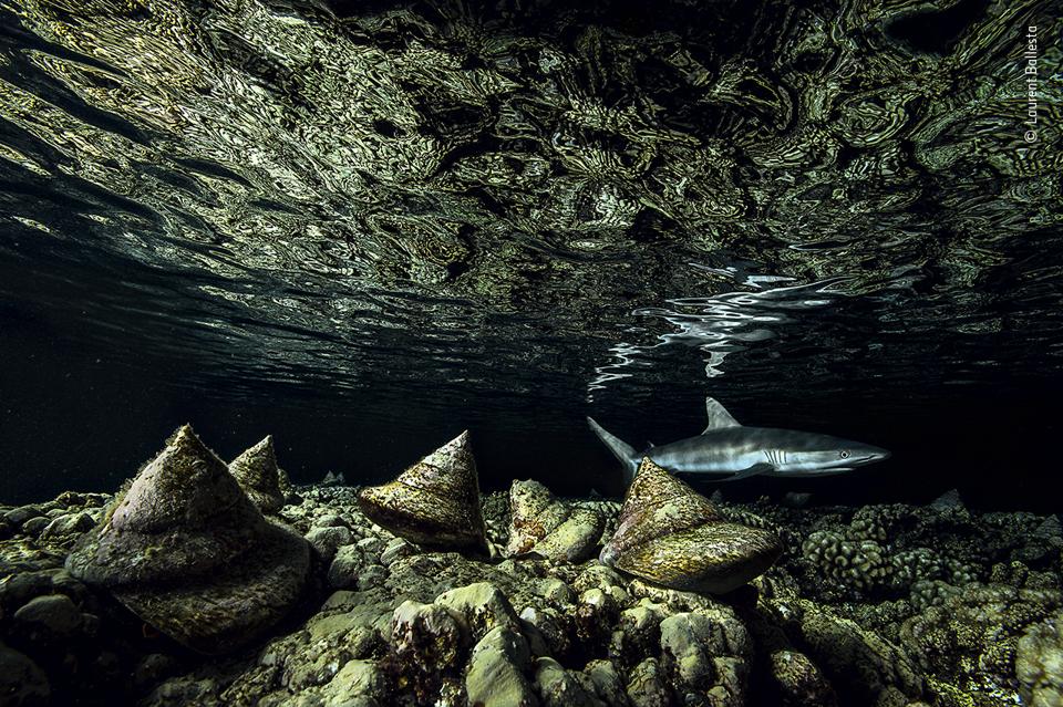 Giant molluscs in French Polynesia and hungry sharks.