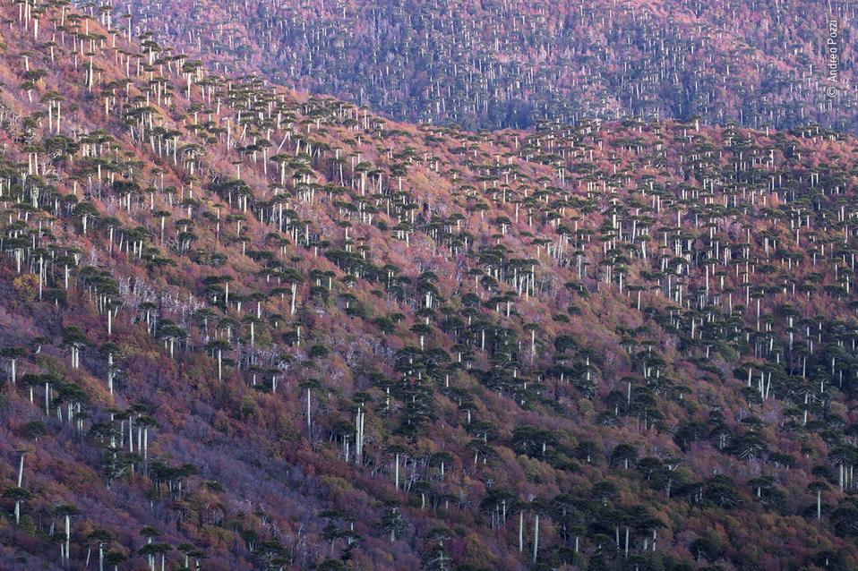 The Araucanía region of Chile, named after its Araucaria trees.