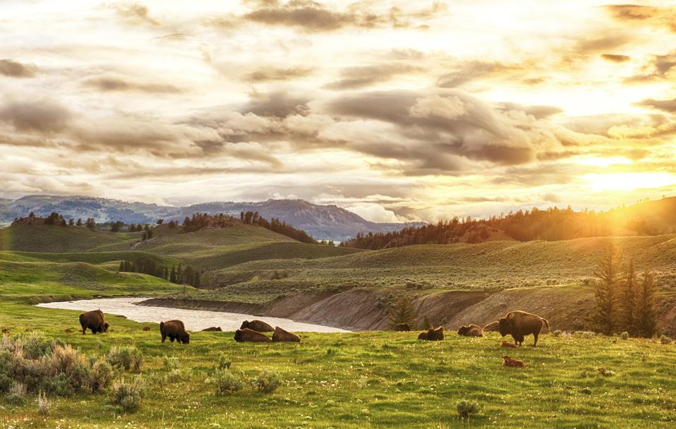 Bison