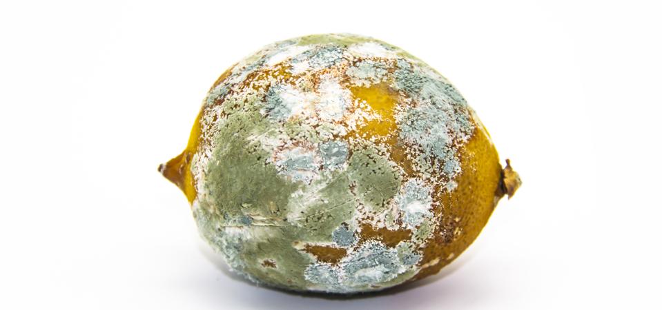 Spoiled lemon on a white background; a metaphor for perishable ideas.