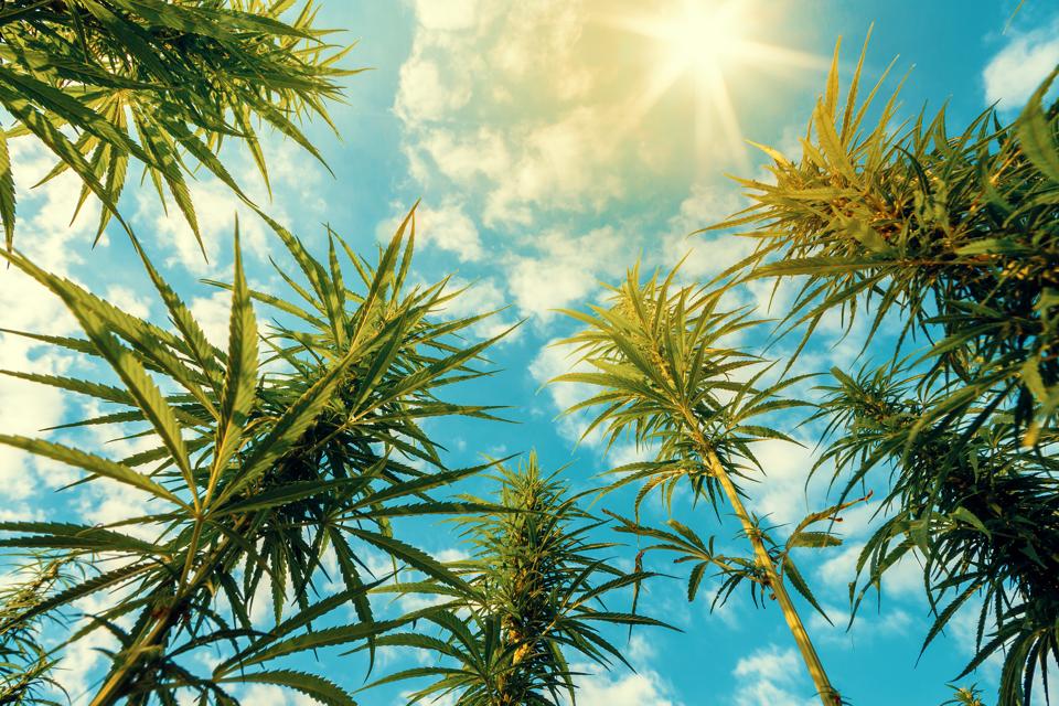 Cannabis Marketing