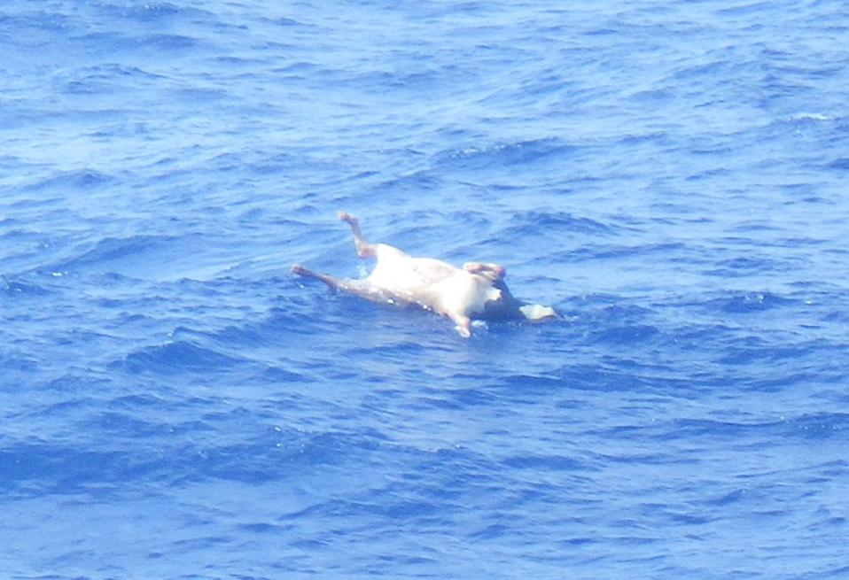 Search Continues For Crew As Cattle Ship Reported Missing Off Coast Of Japan