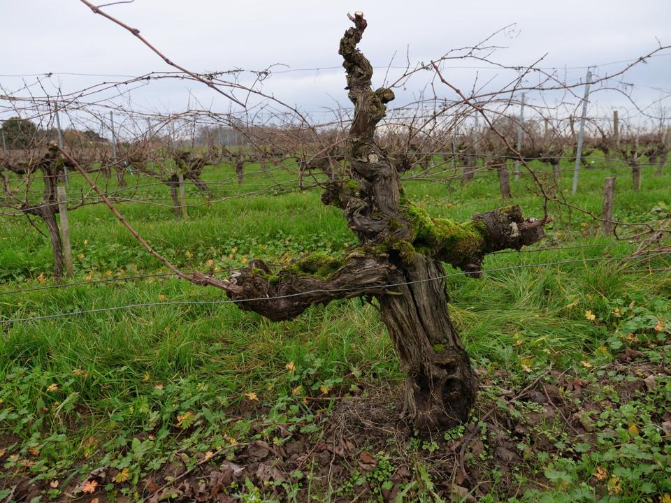 An old vine Petit Verdot at one of Château Belle-Vue vineyards in Bordeaux, France